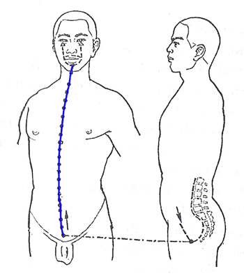 Conception Vessel Meridian Flow - www.natural-health-zone.com