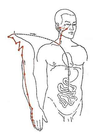 www.natural-health-zone.com - Small Intestine Meridian