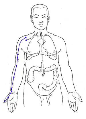 Lung Meridian - www.natural-health-zone.com