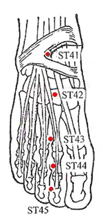 Stomach Meridian Acu Points - www.natural-health-zone.com