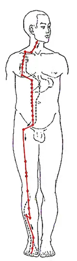 Stomach Meridian Chart